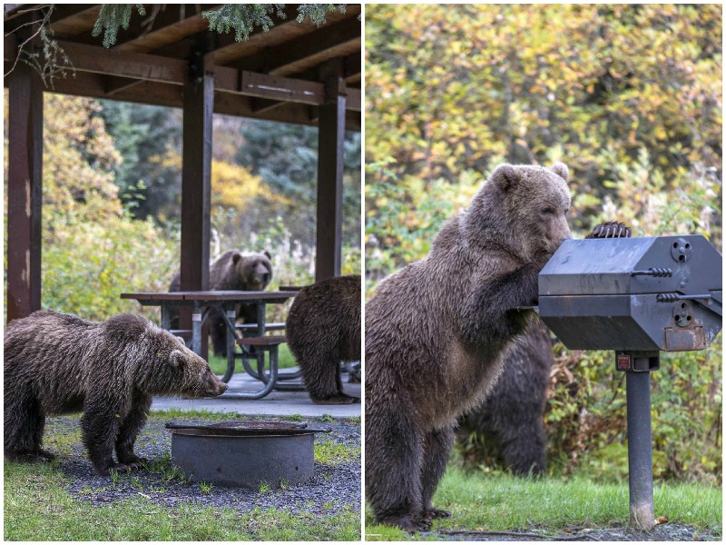 Голодные медведи на Аляске решили отведать барбекю 