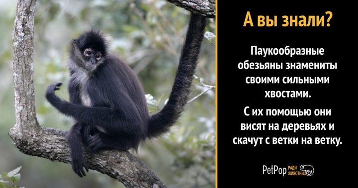Ловкая обезьянка стащила у посетителя зоопарка iPhone