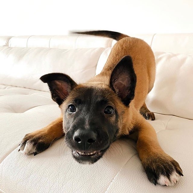 15 потрясающе милых щеночков, которые помогут пережить этот рабочий день