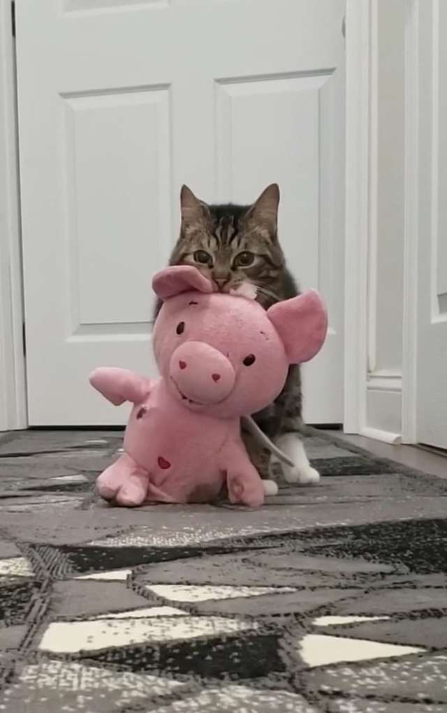 Кот не может жить без своей игрушки из детства 