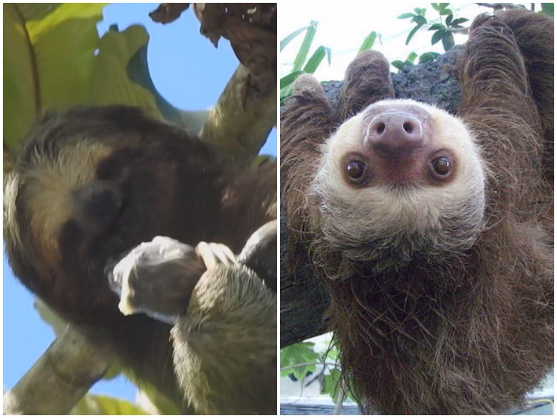 Гид заснял уникальные кадры: мама-ленивец родила малыша на дереве