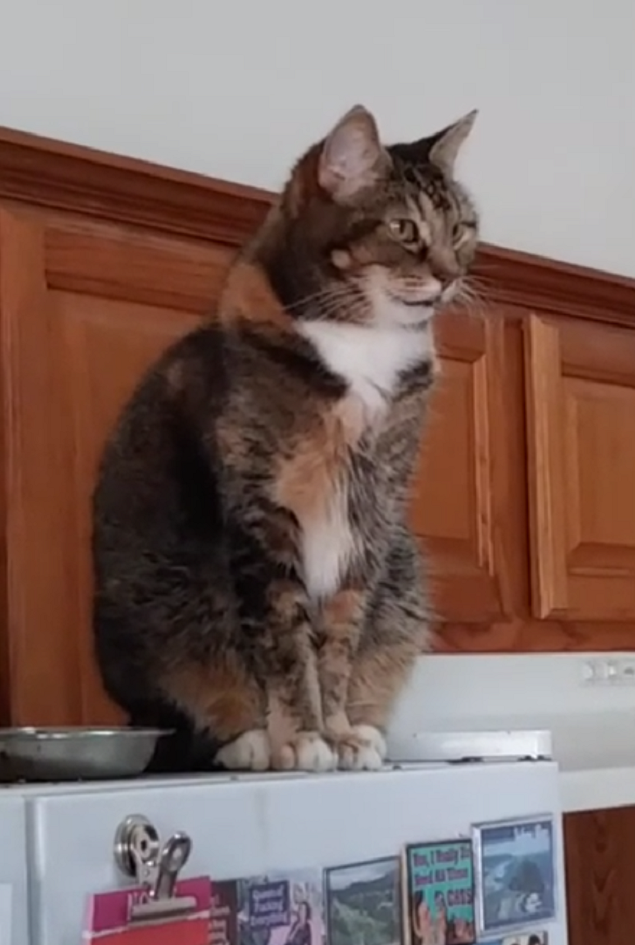 Разговорчивая кошка просит у хозяйки кушать на "человеческом" языке