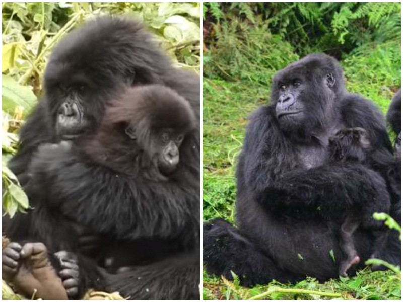 Пока мама-горилла отдыхает, ее подруга нянчится с детенышем 