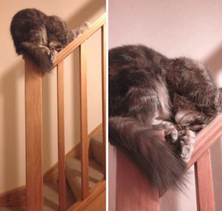 17. "Я - кот. Где хочу, там и сплю"