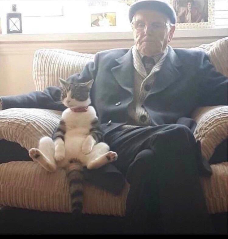 14. "Мой дедушка не любит кошек. Но наш кот очень хочет с ним подружиться, и все делает для этого"