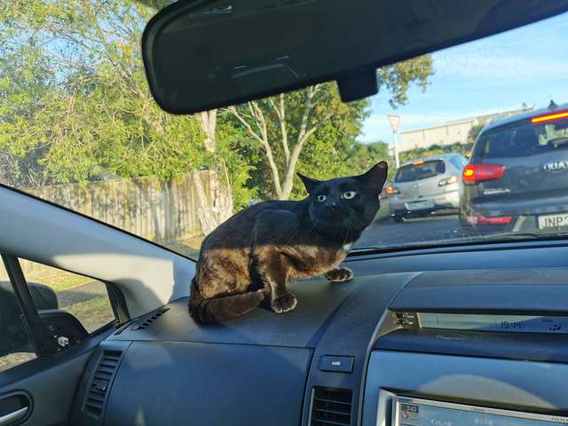 Бездомный кот запрыгнул в открытую дверь машины