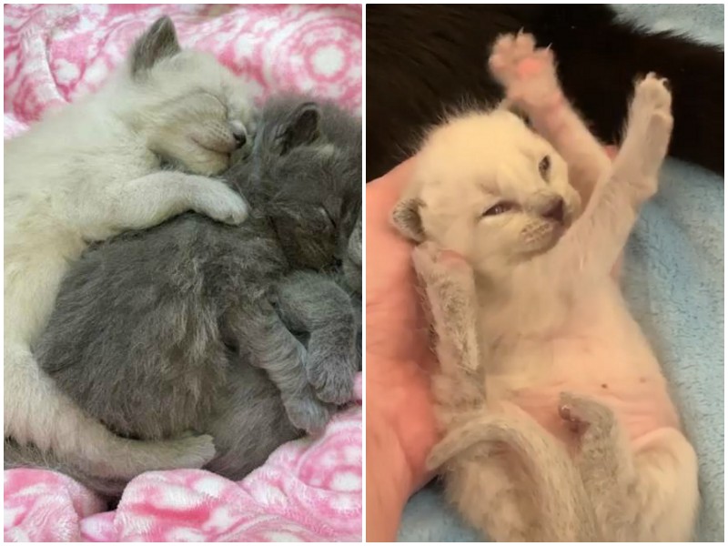 Три крохотных котенка прижимались к маме-кошке, надеясь на спасение