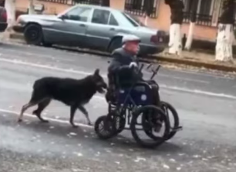 Пес помогает своему пожилому хозяину-инвалиду