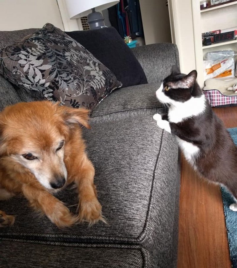 Приютский кот сдружился с собакой своих опекунов, не оставив им выбора