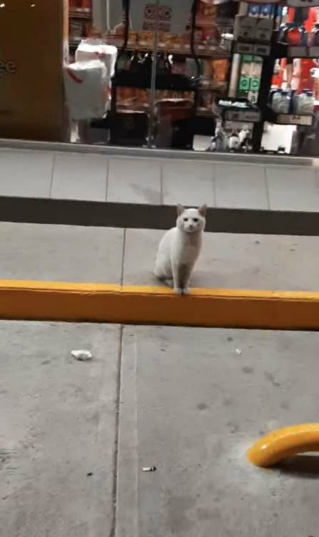 Потрепанный кот каждый день сидел у магазина, заглядывая в глаза прохожим