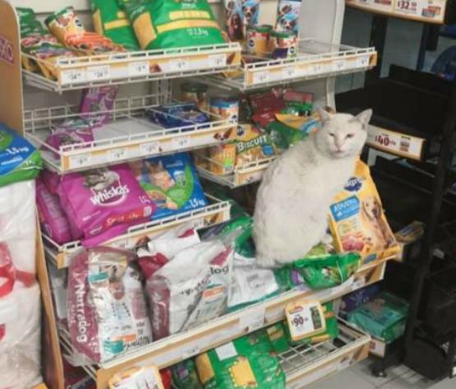 Потрепанный кот каждый день сидел у магазина, заглядывая в глаза прохожим