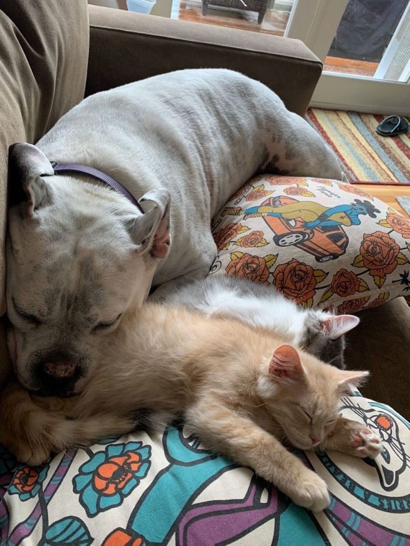 Глухой пес пригрел двух маленьких котят, которые остались без мамы