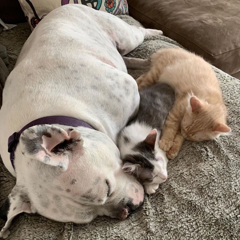 Глухой пес пригрел двух маленьких котят, которые остались без мамы