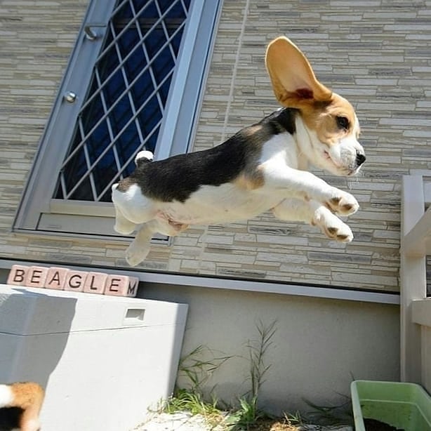 20 умилительных карантинных фото щеночков, которые обязательно поднимут настрой