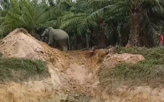 Людям удалось вытащить слонов из грязной ямы