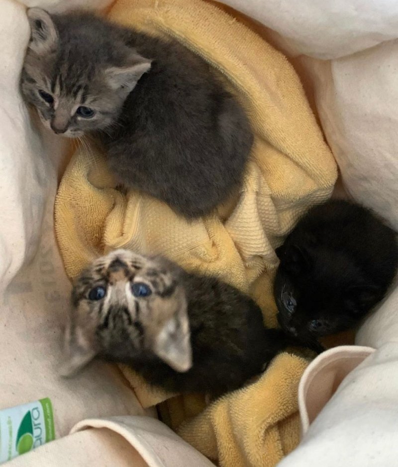 Три больных котенка жили в подвале без мамы, и отчаянно нуждались в помощи