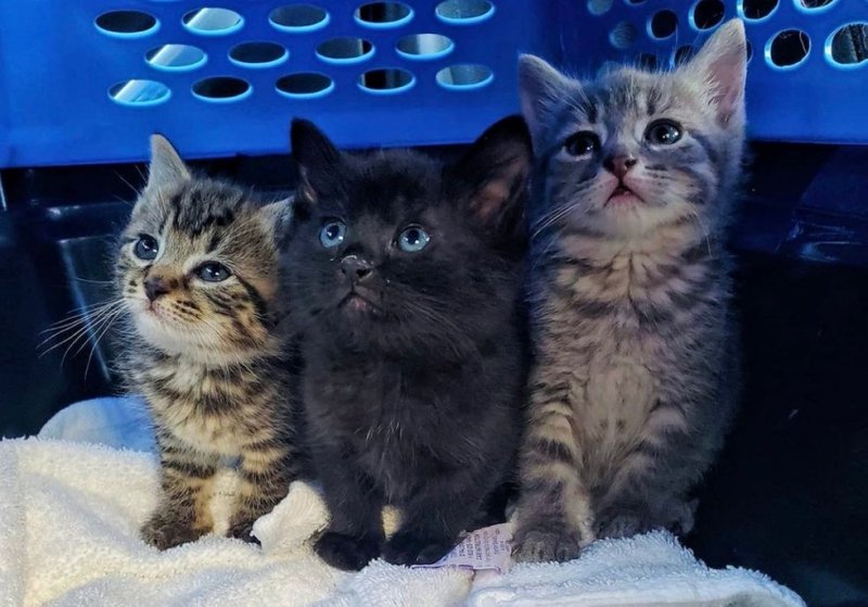 Три больных котенка жили в подвале без мамы, и отчаянно нуждались в помощи