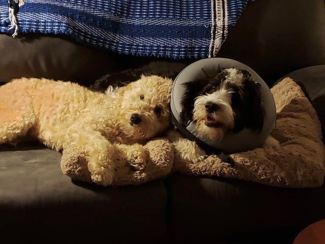 15 трогательных и забавных фотопримеров настоящей дружбы между собаками