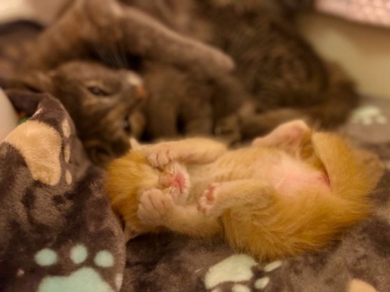 Бездомная мать-кошка лежала в кустах, согревая новорожденных малышей