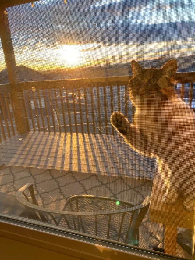 15. "О прелестях карантина: обнаружил, что моя кошка встречает рассветы каждое утро"