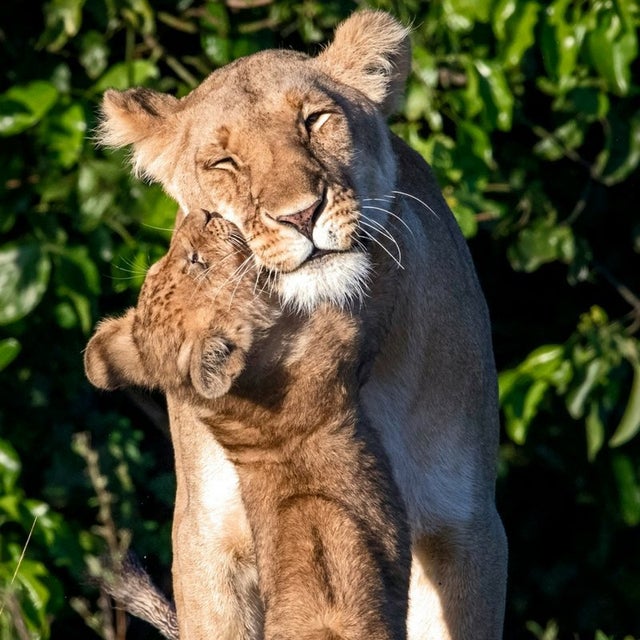 20 трогательных фотодоказательств того, что животные - прекрасные мамы