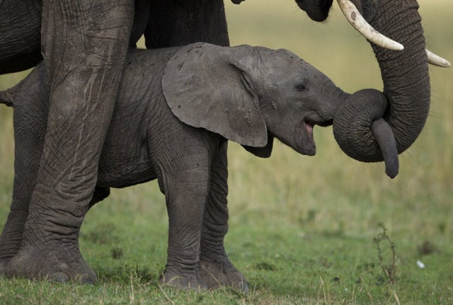 20 трогательных фотодоказательств того, что животные - прекрасные мамы
