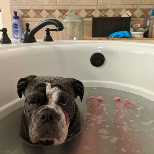 Пес проворачивает особый ритуал каждый раз, когда в ванну наливают воду