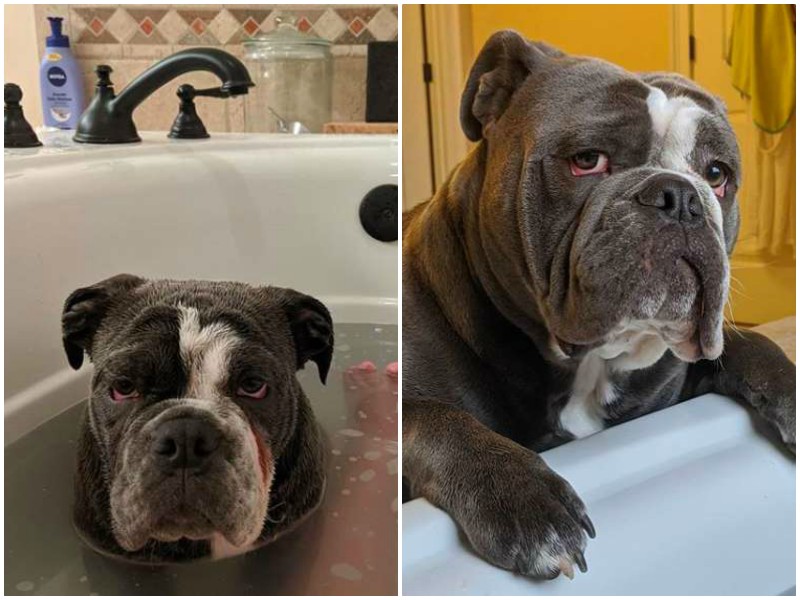 Пес проворачивает особый ритуал каждый раз, когда в ванну наливают воду
