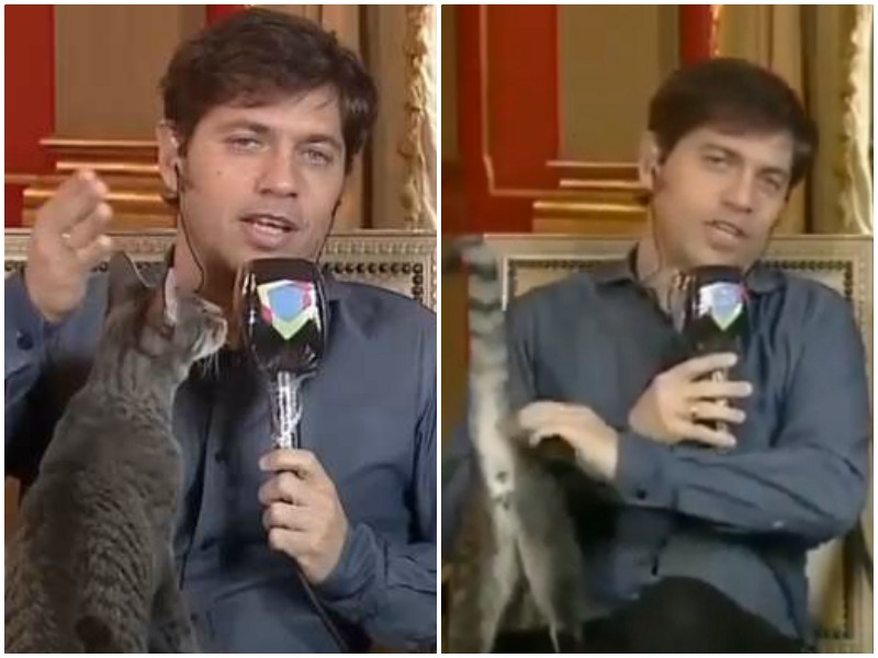 Кошка бесцеремонно влезла в онлайн-интервью с губернатором