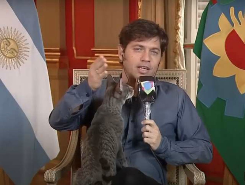 Кошка бесцеремонно влезла в онлайн-интервью с губернатором