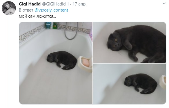 Пользователи Твиттера обсуждают неординарный способ купания котов