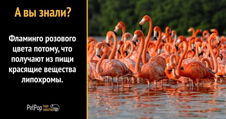 Московские фламинго переселились в летний вольер
