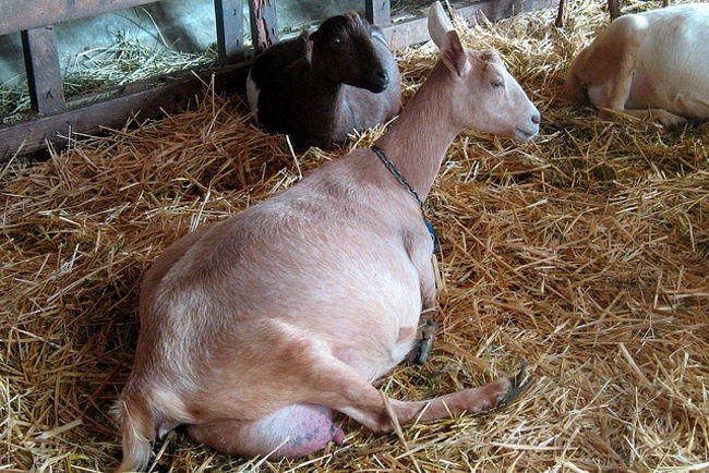 Пузатенькие и милые: 15 занимательных фото беременных животных 