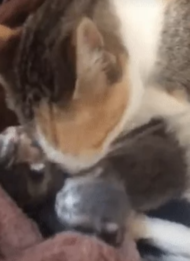 Питбуль пустил беременную кошку в свою будку