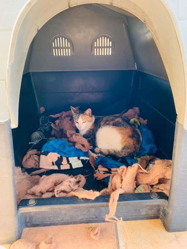 Питбуль пустил беременную кошку в свою будку
