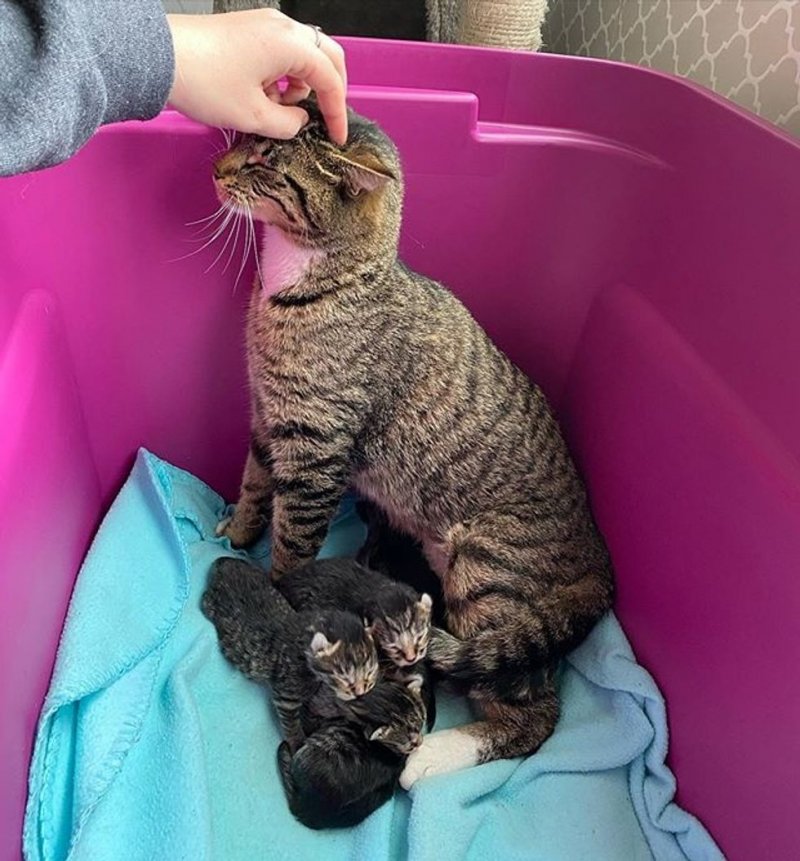 Беременная кошка забежала в дом к людям, чтобы ей помогли родить котят
