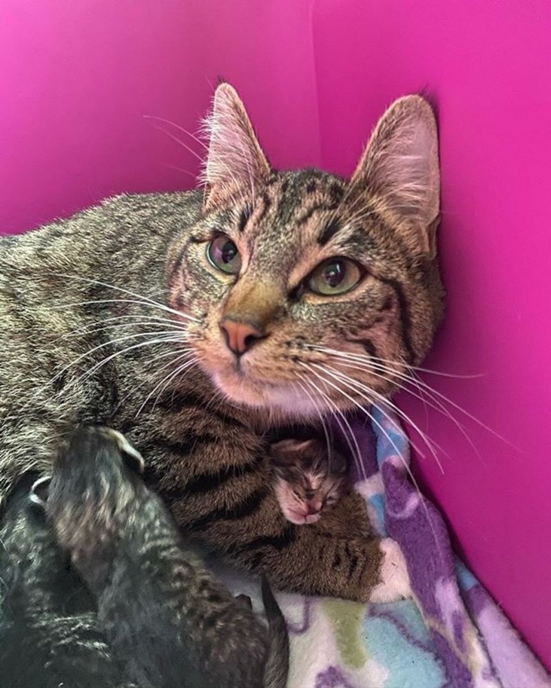Беременная кошка забежала в дом к людям, чтобы ей помогли родить котят