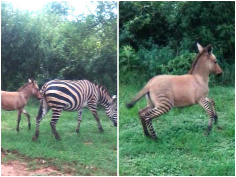 В Кении зебра родила редчайший гибрид - зонки