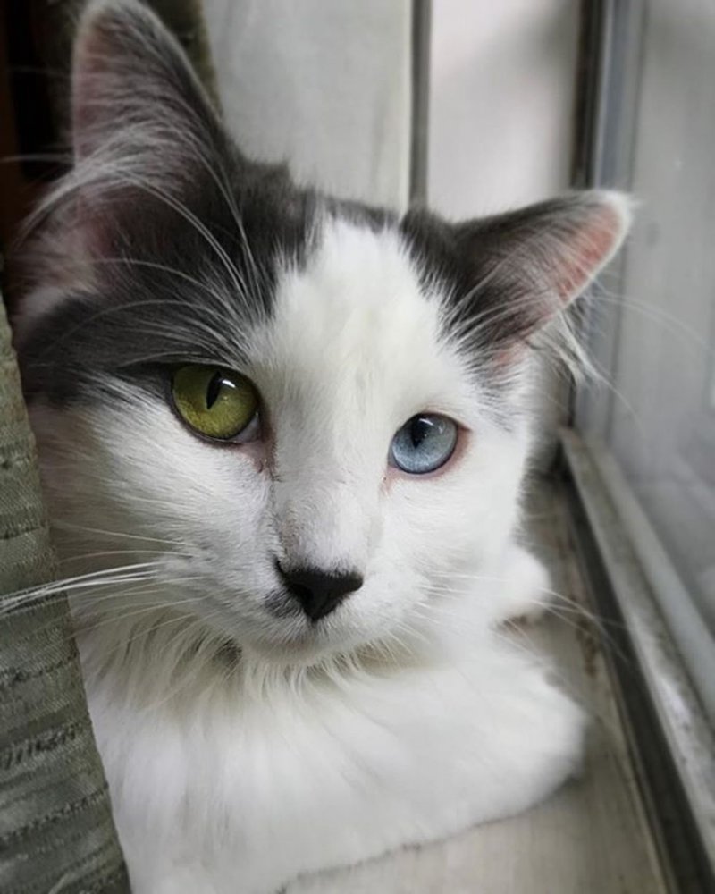 Скромная кошка с необычными глазами умоляюще заглядывала во двор семьи