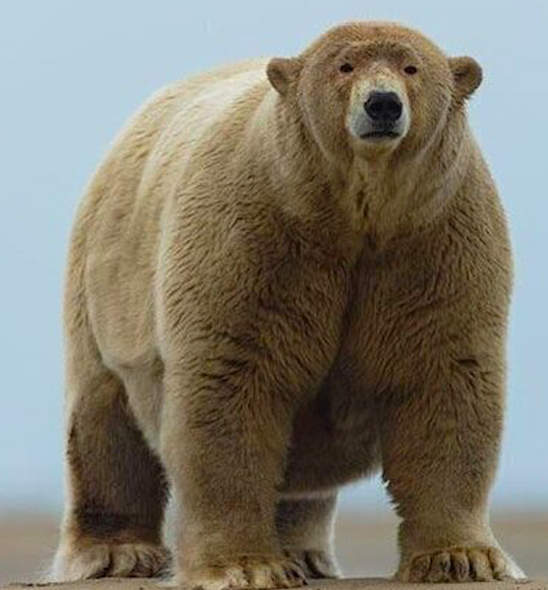 Жители Аляски раскормили полярного медведя