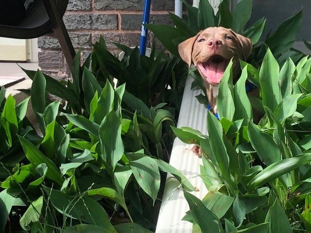 20 немедленно вызывающих улыбку фото собак, которые порадуют вас своими шалостями