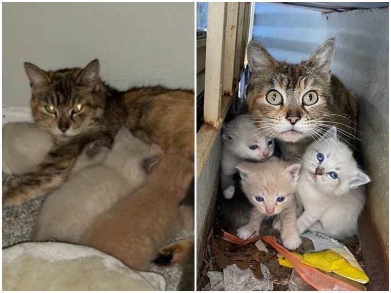Перепуганная мать-кошка закрывала собой хрупких малышей