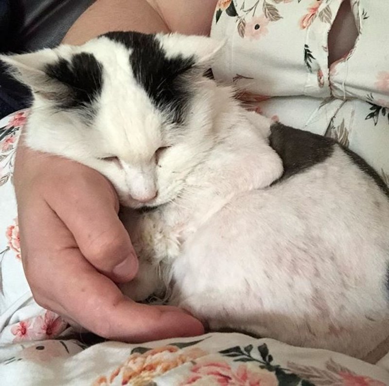 29-летняя кошка благодарна людям, которые когда-то подарили ей новую жизнь