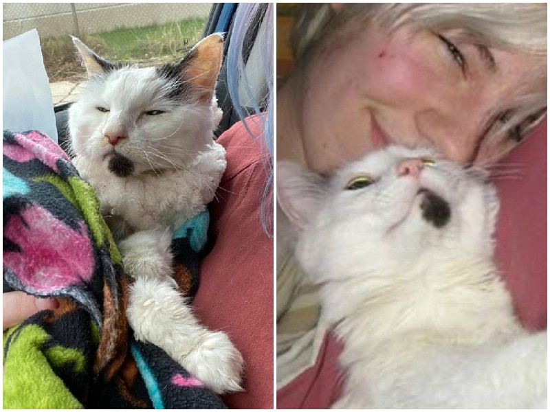 29-летняя кошка благодарна людям, которые когда-то подарили ей новую жизнь