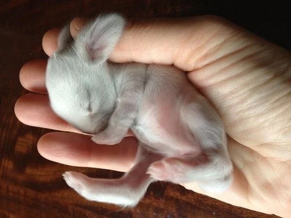 Чтобы у вас не было сомнений, что за зверек перед вами, вот еще фото новорожденных кроликов: