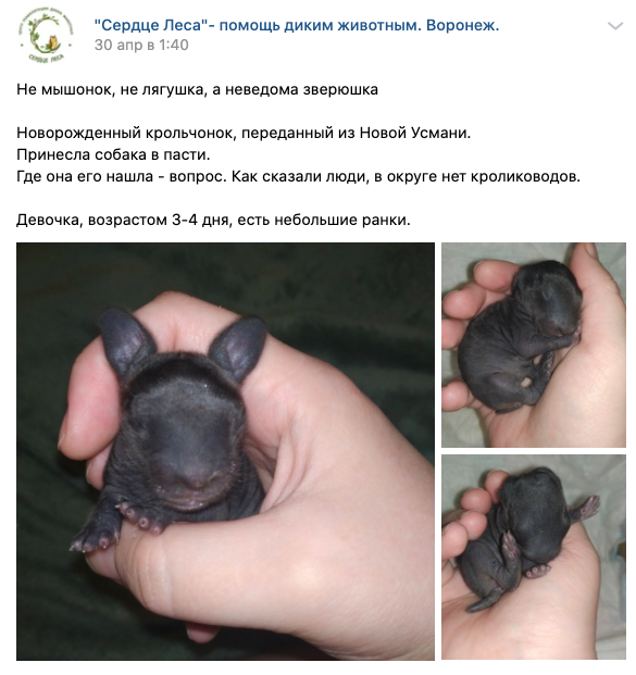 Сотрудники центра реабилитации диких животных "Сердце Леса" опубликовали пост в группе ВКонтакте, показывая кроху: