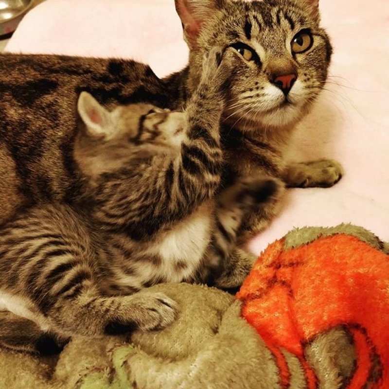 Бродячая мама-кошка отчаянно прижимала единственного котенка к себе