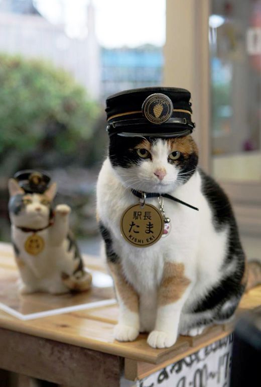 20 смешных котов, которые работают, пока мир сидит на карантине