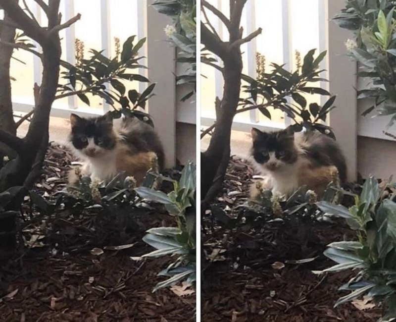 Отчаянная мать-кошка металась по парковке, пытаясь обратить на себя внимание