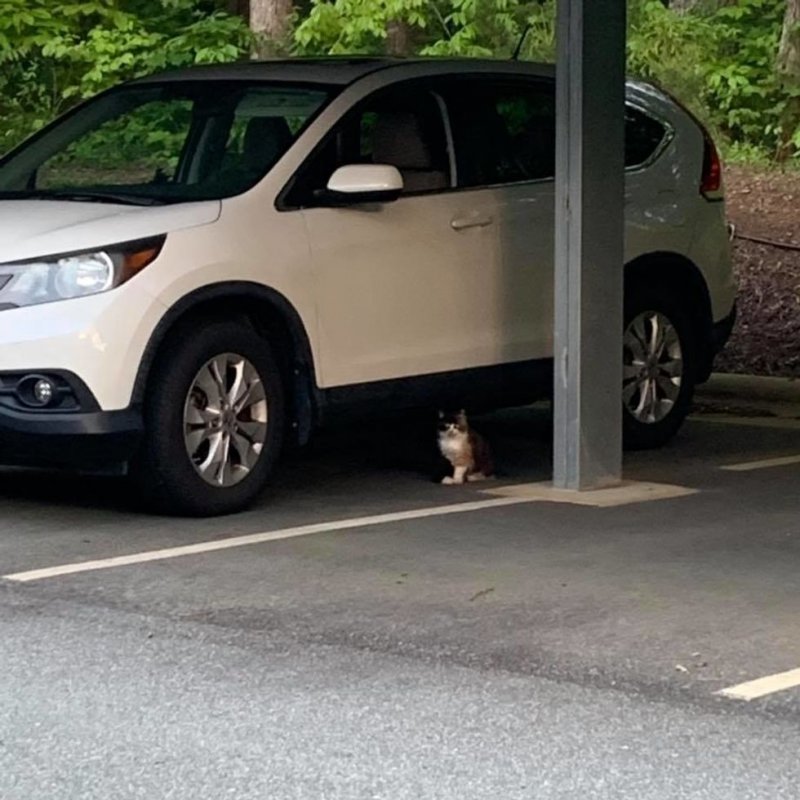 Отчаянная мать-кошка металась по парковке, пытаясь обратить на себя внимание